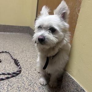 A small white dog with a black collar sitting on a tiled floor next to a wall.