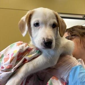 Coconut, Australian Cattle Dog / Blue Heeler / Mixed Breed, adult, available for adoption