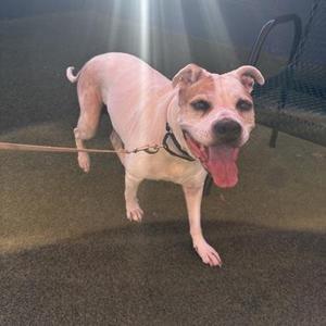 A happy dog with a pinkish coat and a black collar, standing on a leash in a park-like setting with a fence in the background.