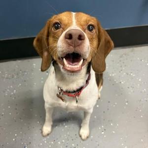 Corona, Beagle / Mixed Breed, adult, available for adoption