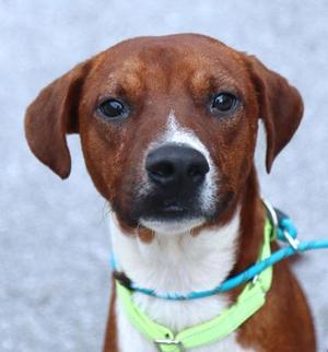 Eggies, Mixed Breed, adult, available for adoption