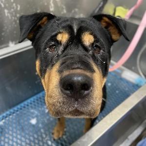 Flower, Rottweiler / Mixed Breed, adult, available for adoption