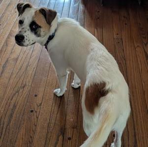 Honesty, Mixed Breed, adult, available for adoption