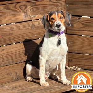Jack Daniels, Beagle / Mixed Breed, adult, available for adoption