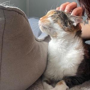 Penelope, senior, available for adoption