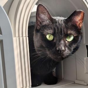 Chloe, adult, available for adoption