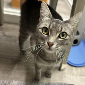 Winnie, adult, available for adoption
