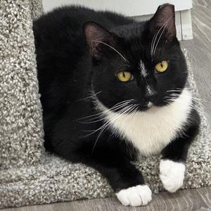 Bobbie, adult, available for adoption