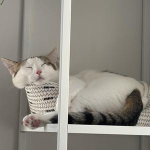 A white and gray cat sleeping on a shelf, with its head resting on a knitted basket.