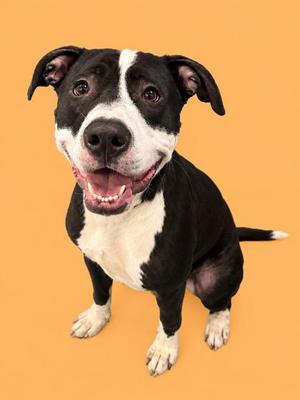 A black and white dog with a happy expression, sitting on an orange background.