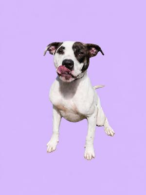 A white dog with black patches on its face and ears, standing on a purple background with its tongue out.