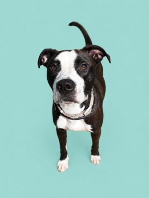A black and white dog with a white face and chest, standing on a light blue background.