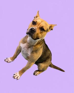 A brown and white dog with pointed ears and a short coat, sitting on a purple background.