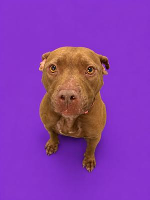 A brown dog with a wrinkled face and floppy ears is sitting on a purple background, looking directly at the camera.