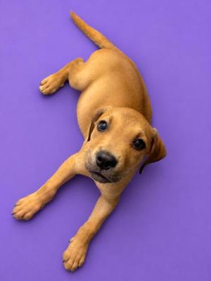 A light brown puppy lying on a purple background.