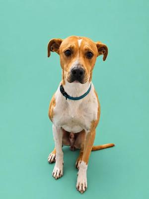 A brown and white dog with a blue collar sitting on a green background.