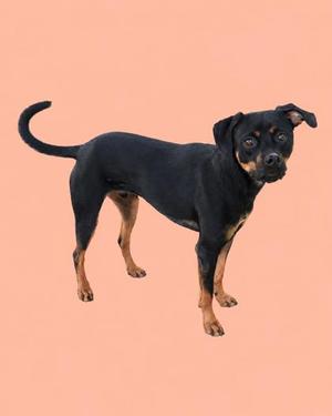 A black and tan dog standing on a pink background