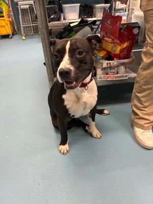 Butter, Mixed Breed, adult, available for adoption