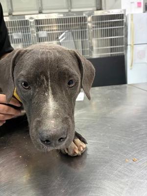 FLYNN, Mixed Breed, young, available for adoption