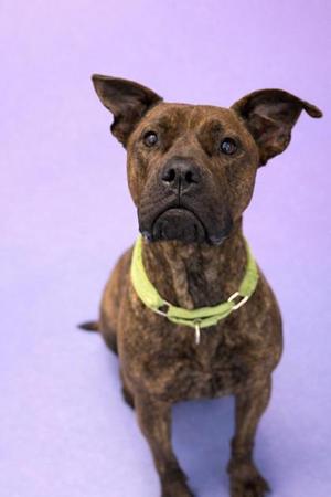 FREYA, Mixed Breed, young, available for adoption