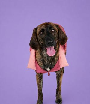 A brindle dog with its tongue out, wearing a pinkish-red shirt, stands against a purple background.