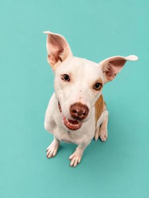 A white dog with brown patches on its ears and back, sitting on a teal background. The dog has large, upright ears and is looking directly at the camera with a happy expression.