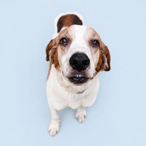 A high-angle shot of a white and brown dog with floppy ears looking directly at the camera.