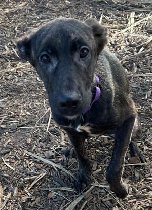 Ali, Mixed Breed, young, available for adoption