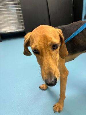 BULU, Mixed Breed, adult, available for adoption