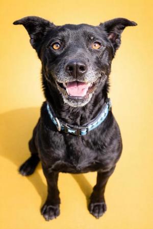 GANON+, Mixed Breed, senior, available for adoption