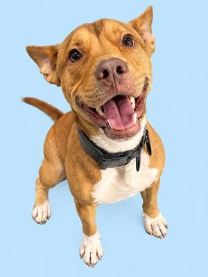 A happy brown and white dog with a black collar, standing on a light blue background.
