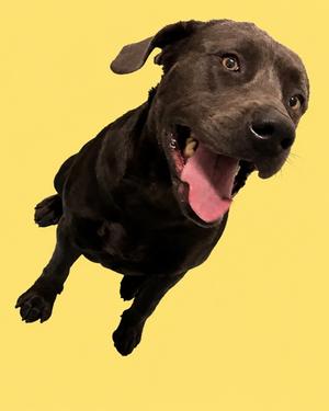 A black dog with a happy expression, jumping against a yellow background.