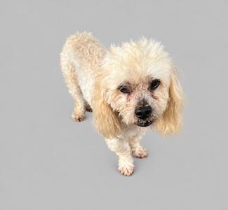 A small, fluffy dog with light-colored fur standing on a gray background.