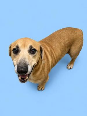A brown dachshund standing on a blue background