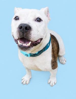 A white pit bull dog with a brown patch on its side and a blue collar is looking up and panting with its tongue out against a light blue background.