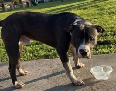 DUKE, Mixed Breed, adult, available for adoption