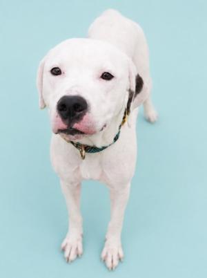 A white dog with dark markings on its head and tail, wearing a collar, stands on a light blue background, looking upwards.