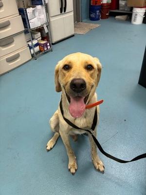 A yellow Labrador Retriever sitting on a blue floor, wearing a black harness with a red leash attached. The dog has its tongue out and is looking directly at the camera.