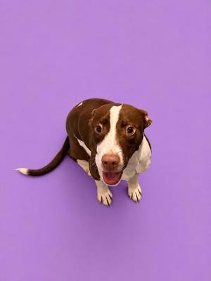 A brown and white dog with a happy expression, looking up at the camera against a purple background.