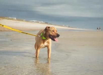 A brown dog standing in shallow water on a beach, wearing a yellow leash and a green collar, with its tongue out.