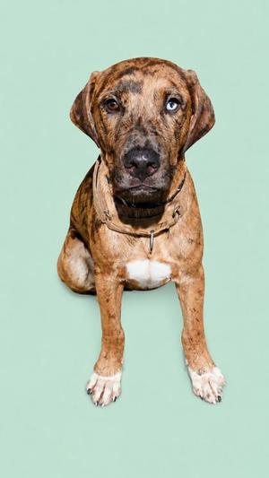 A brindle dog with a white chest and paws, wearing a collar, sitting against a light green background.