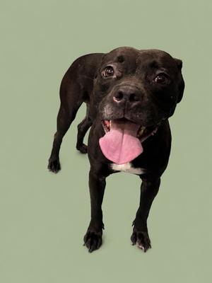 A black dog with a pink tongue sticking out, standing on a green background.