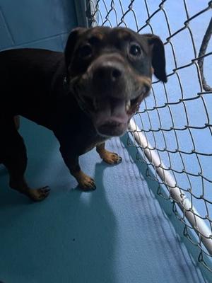 BEATRICE, Mixed Breed, adult, available for adoption
