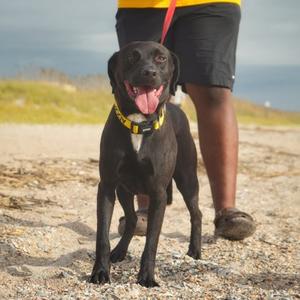 DANTE, Mixed Breed, young, available for adoption