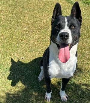 BUDDY, Akita, adult, available for adoption