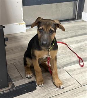 FISH, German Shepherd Dog, puppy, available for adoption