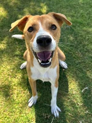 BUTTERCUP, Hound, adult, available for adoption
