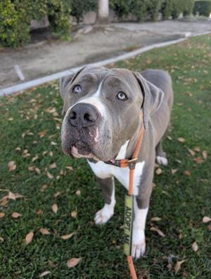 A blue-nosed pit bull terrier with a white chest and paws, wearing an orange collar and leash, standing on a grassy lawn with fallen leaves.