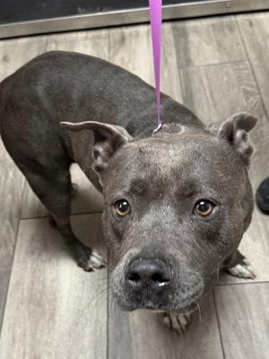 A gray dog with a purple leash standing on a wooden floor