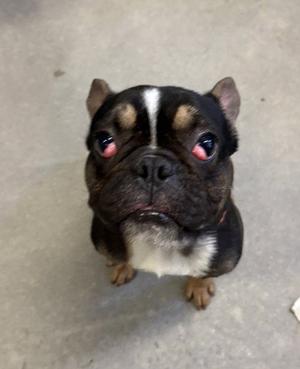 DYNAMITE, French Bulldog, adult, available for adoption